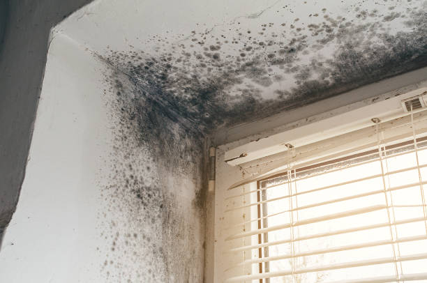 Affordable Mold Remediation solutions in Richwood, NJ