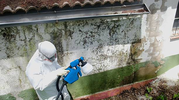 Trusted Mold Remediation service in Richwood, NJ - Cheap Mold Removal